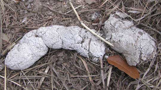 White Bobcat scat