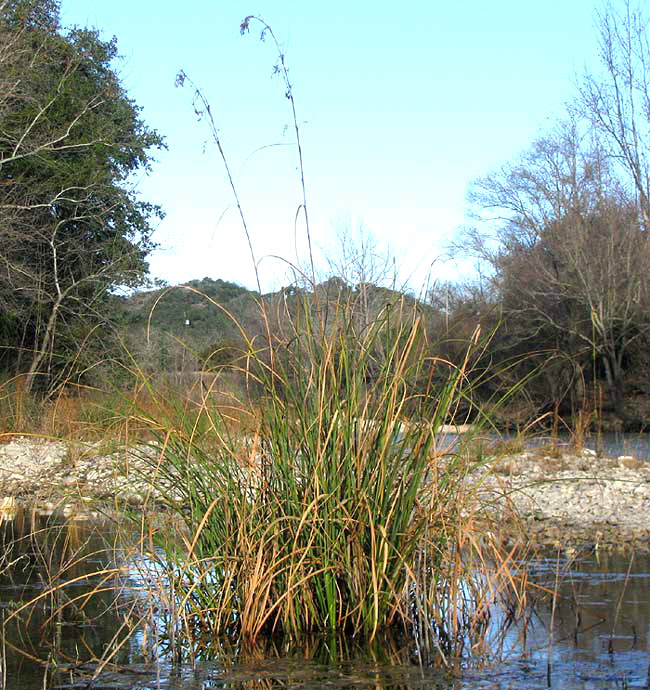 Sawgrass, CLADIUM MARISCUS