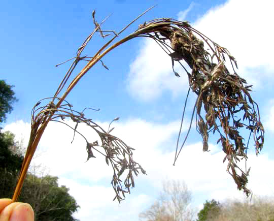 Sawgrass, CLADIUM MARISCUS, dried-up fruiting head