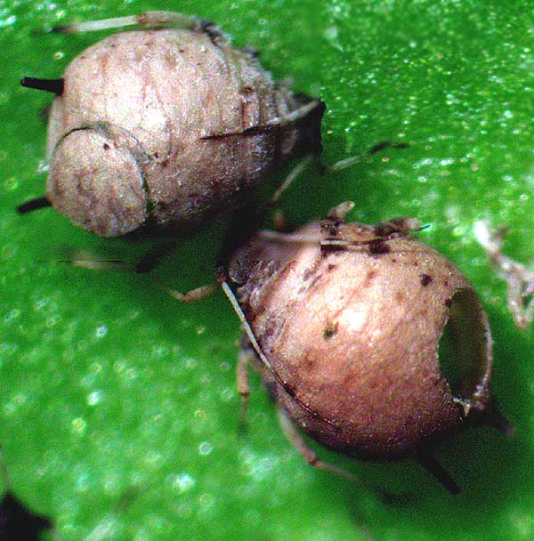 Aphid mummies with wasp holes in body
