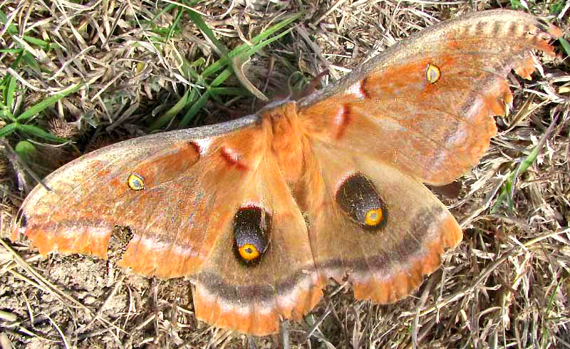 Polyphemus Moth, ANTHERAEA POLYPHEMUS, top view