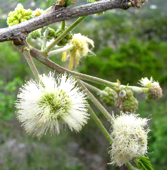 Guajillo Acacia, ACACIA BERLANDIERI, flower heads