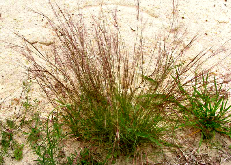 Purple Three-awn Grass, ARISTIDA PURPUREA, clump