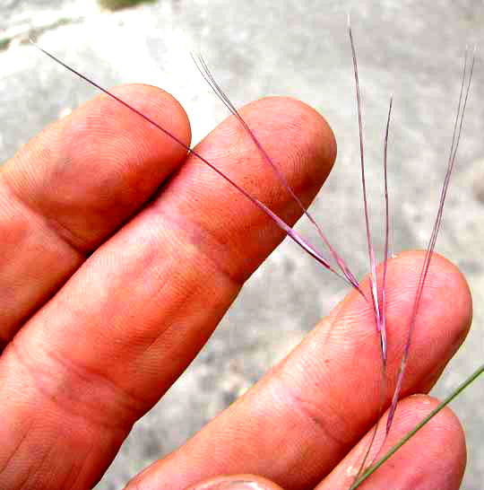 Purple Three-awn Grass, ARISTIDA PURPUREA, flowers showing awns