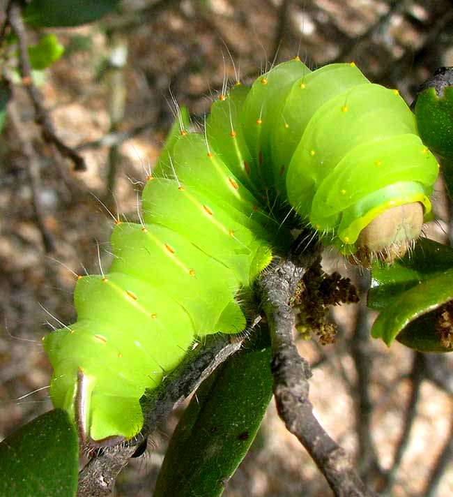 POLYPHEMUS MOTH CATERPILLAR