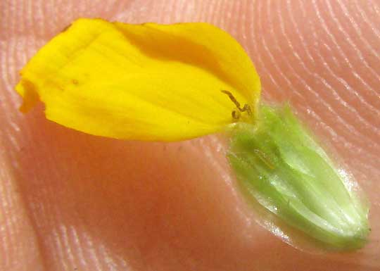 Engelmann's Daisy, ENGELMANNIA PERISTENIA, ray flower cypsela