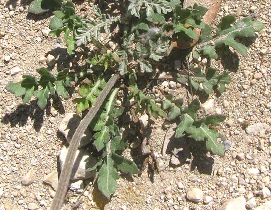 Pincushion Daisy, GAILLARDIA SUAVIS, leaves