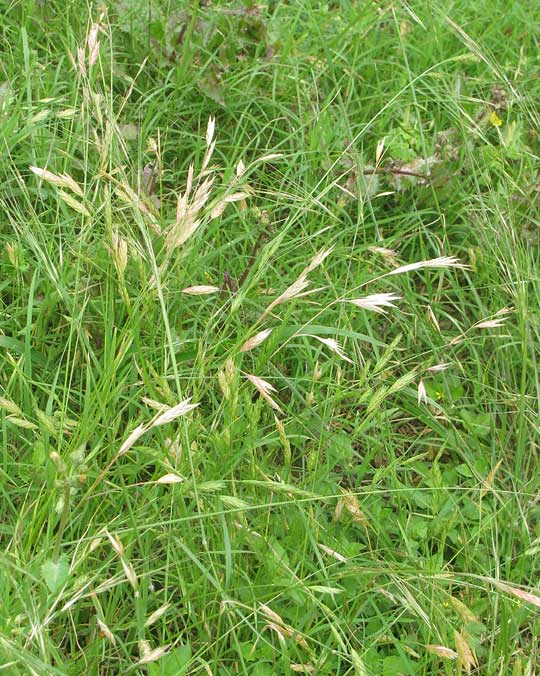 Rescuegrass, BROMUS CATHARTICUS