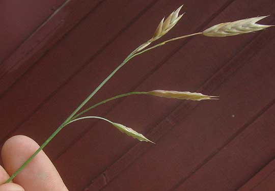 Rescuegrass, BROMUS CATHARTICUS, inflorescence