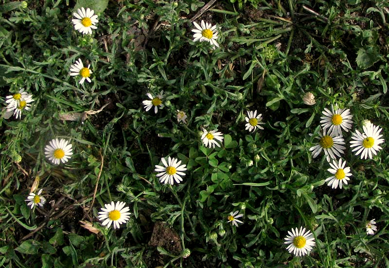 Lazy Daisy, APHANOSTEPHUS RIDDELLII