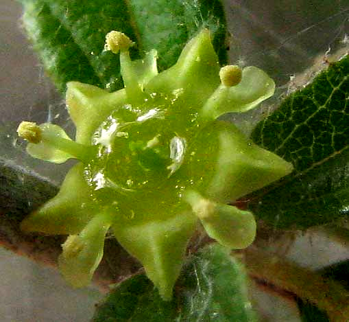 Hog Plum, COLUBRINA TEXENSIS, flower close-up