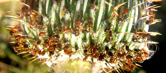 Texas Thistle, CIRSIUM TEXANUM, ants stuck to glutinous ridges on phyllaries