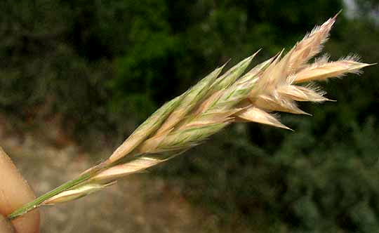 Hairy Woollygrass, ERIONEURON PILOSUM, inflorescence