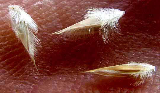 Hairy Woollygrass, ERIONEURON PILOSUM, mature florets