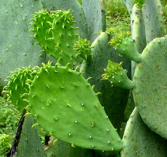 spineless pricklypear pads