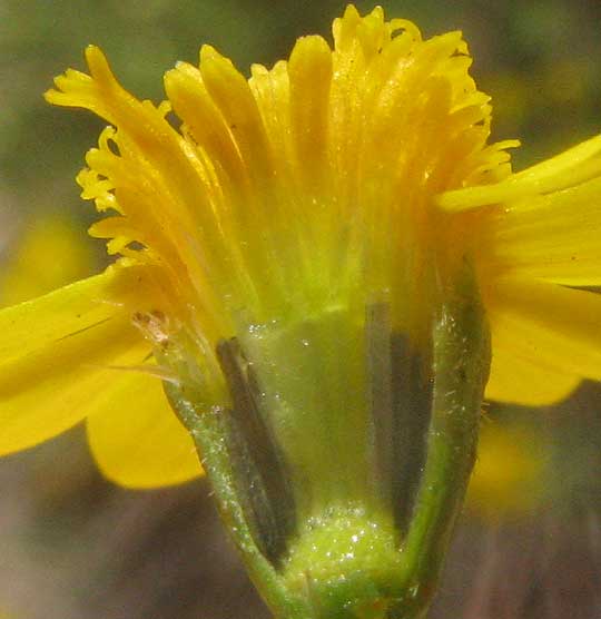 Dogweed, THYMOPHYLLA PENTACHAETA, longitudinal section of flowering head