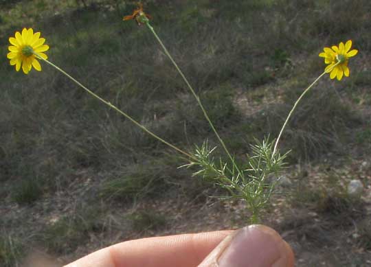 Dogweed, THYMOPHYLLA PENTACHAETA, leaves and stems