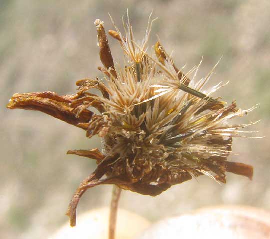 Dogweed, THYMOPHYLLA PENTACHAETA, cypselae with pappus of pointed scales