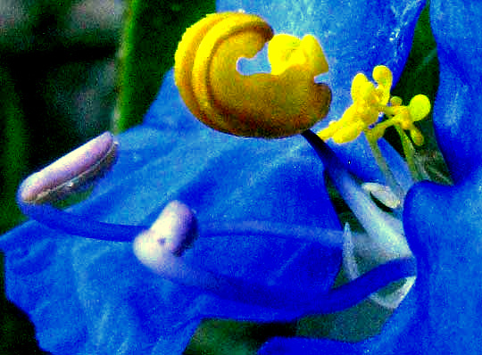Whitemouth Dayflower, COMMELINA ERECTA, stamens and stamenodia