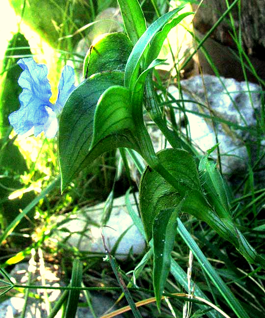 Whitemouth Dayflower, COMMELINA ERECTA