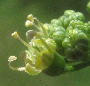 Parsley, PETROSELINUM CRISPUM, flower with stamens and petals