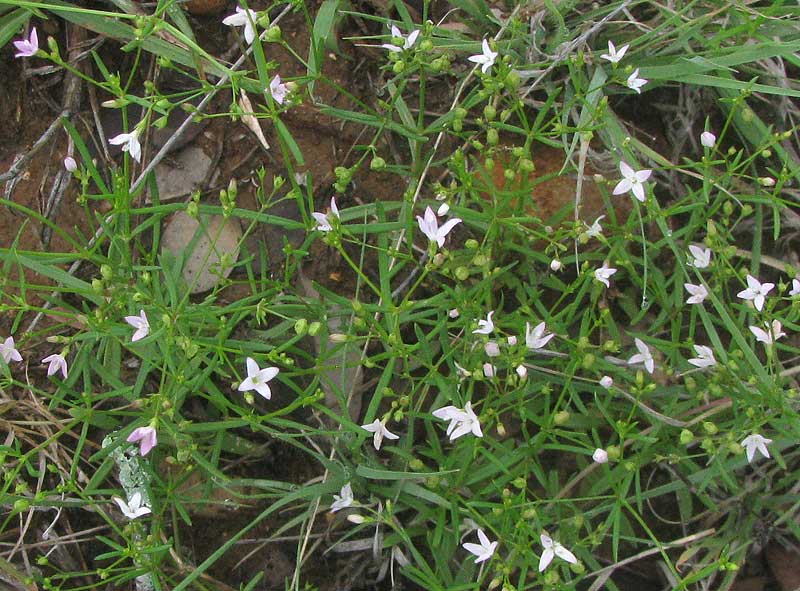 Diamond flowers (Stenaria nigricans) Flower, Leaf, Care, Uses - PictureThis
