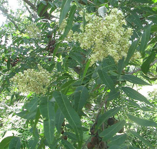 Soapberry, SAPINDUS SAPONARIA, flowering panicles