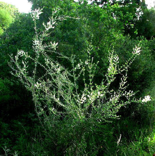 Whitebrush, ALOYSIA GRATISSIMA, flowering