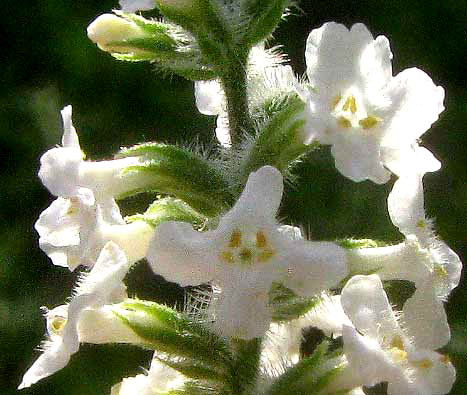 Whitebrush, ALOYSIA GRATISSIMA, flowers