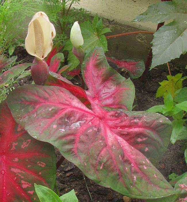 CALADIUM BICOLOR, flowering