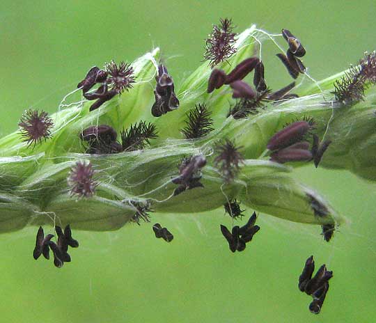 Dallisgrass, PASPALUM DILATATUM, spikelets