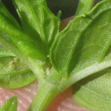 sessile leaves of Spearmint