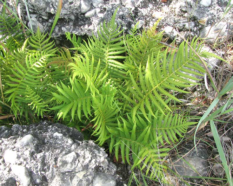 Ovate Maiden Fern, THELYPTERIS OVATA