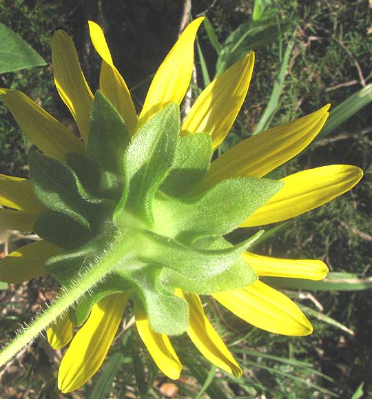 Starry Rosinweed, SILPHIUM ASTERISCUS, involucre