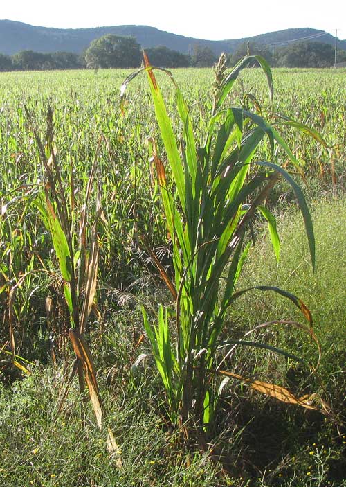 Sorghum x Sudan hybrid