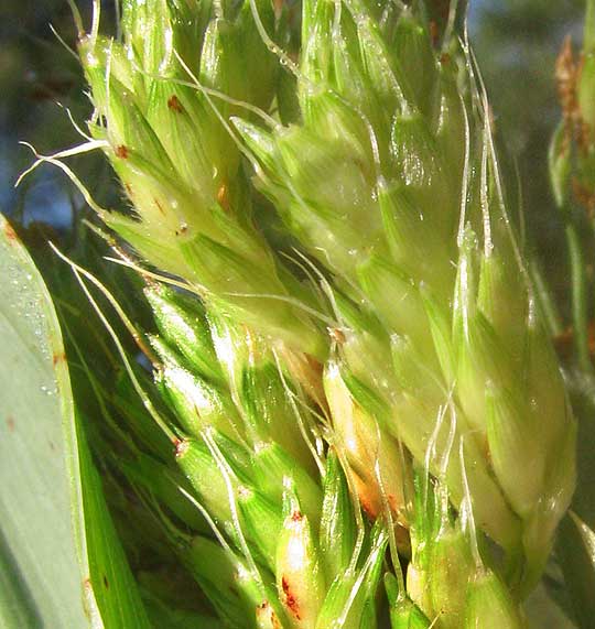 Sorghum x Sudan hybrid, spikelets