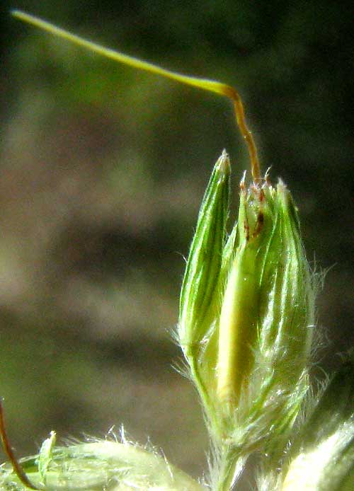 Sorghum x Sudan hybrid, terminal rame