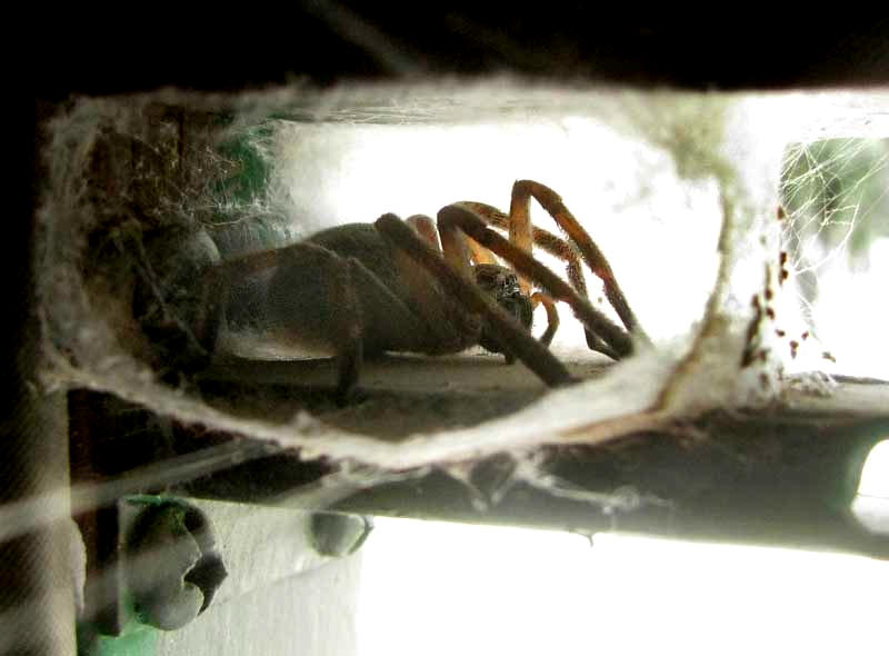 Giant Crab Spider, OLIOS GIGANTEUS, inside retreat