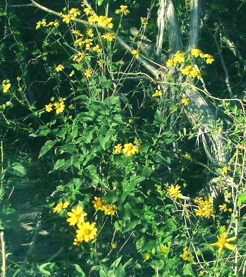 Sunflower Goldeneye, VIGUIERA DENTATA, heads & stems