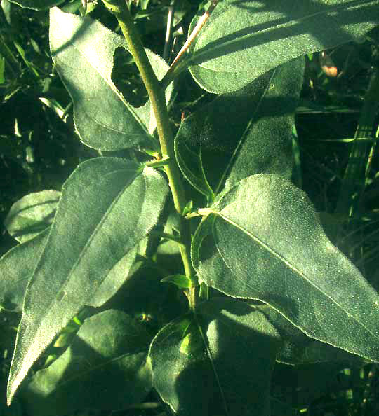 Sunflower Goldeneye, VIGUIERA DENTATA, leaves