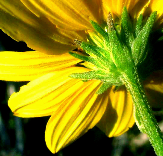 Sunflower Goldeneye, VIGUIERA DENTATA, involucre