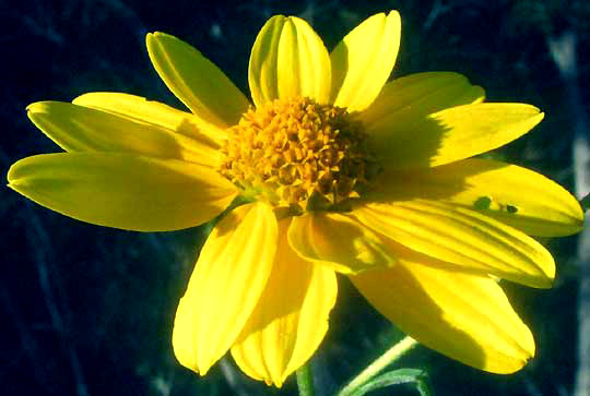 Sunflower Goldeneye, VIGUIERA DENTATA, head from above