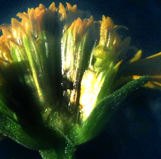 Sunflower Goldeneye, VIGUIERA DENTATA, longitdinal section of head