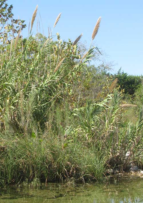 Giant Reed, ARUNDO DONAX