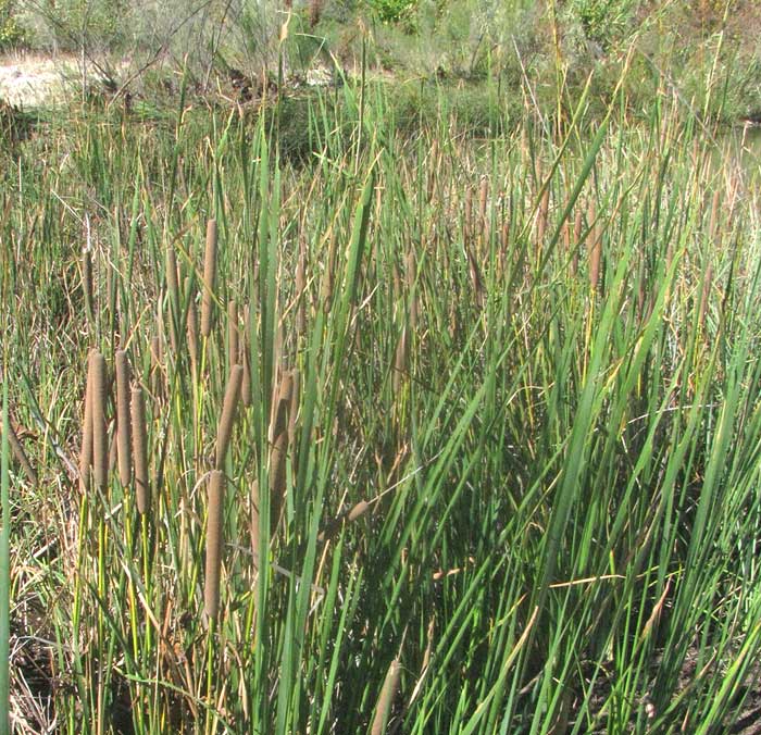 Southern Cattail, TYPHA DOMINGENSIS