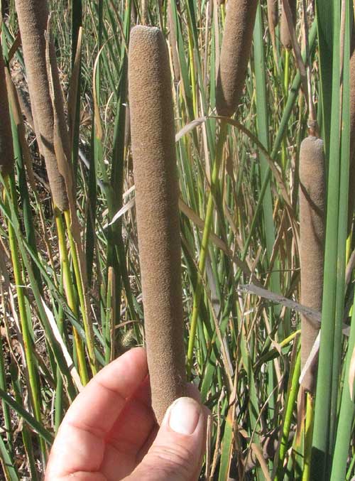 Southern Cattail, TYPHA DOMINGENSIS, female spike