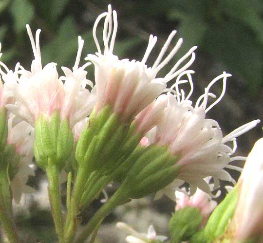 White Mistflower, AGERATINA HAVANENSIS, involucres