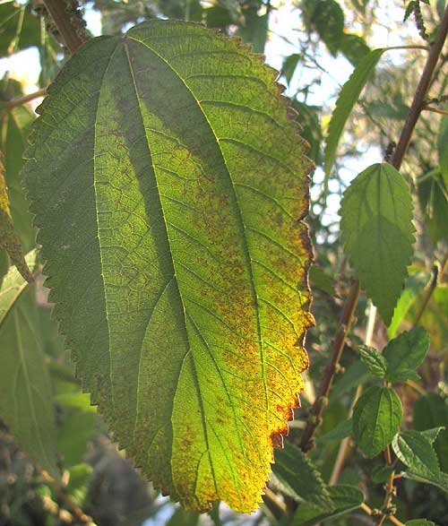 False Nettle, BOEHMERIA CYLINDRICA, leaf