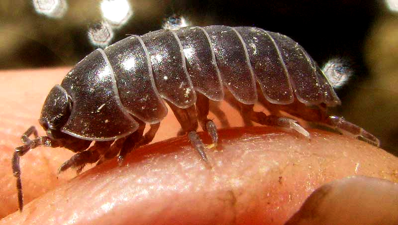 pillbug side view