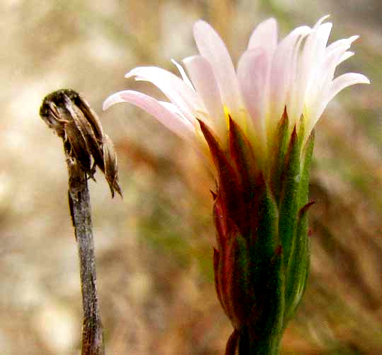 Saltmarsh Aster, SYMPHYOTRICHUM SUBULATUM, involucre 